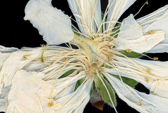 Close-up image of a flower
